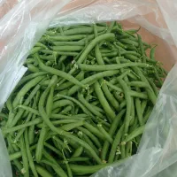 لوبیا سبز