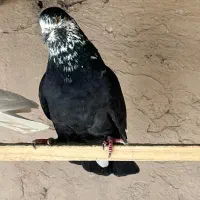 کبوتر پرش سنگین