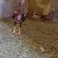 لاری اصیل بهترین جوجه