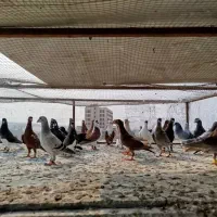 کبوتر|پرنده|شیراز, فضل‌آباد|دیوار