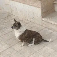 سگ پاکوتاه ماده