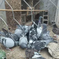 کبوتر پلاکی .مسافتی.|پرنده|کتالم و سادات شهر, |دیوار