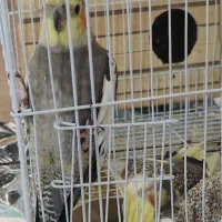 عروس هلندی مولد