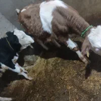 گاو|حیوانات مزرعه|بروجرد, |دیوار