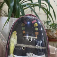کیف حمل پرنده و گربه