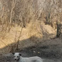 اشپیتز رایگان