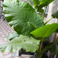 گیاه بابا آدم|گل و گیاه طبیعی|قدس, شهر‌قدس|دیوار