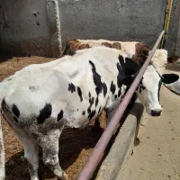 گوساله ماده