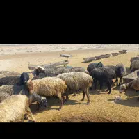 فروش ۵۰ راس میش بره دار|حیوانات مزرعه|شیراز, باباکوهی|دیوار