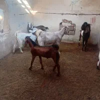 فروش گوسفند|حیوانات مزرعه|کهنوج, |دیوار