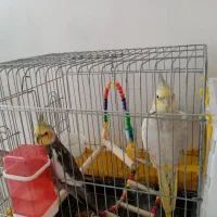 یک جفت عروس هلندی به همراه قفس