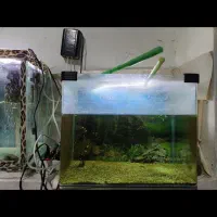 اکواریم|ماهی|تبریز, |دیوار