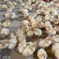 جوجه بوقلمون