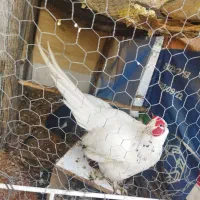 مرغ زیبا وکم یاب