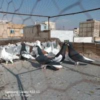 کبوتر رنگی به شرط همه چی|پرنده|اقبالیه, |دیوار