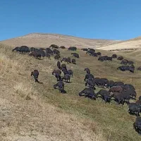 چت وتماس همیشه فعال است|حیوانات مزرعه|چاراویماق, |دیوار