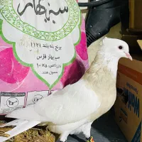طوقی ماده اجری