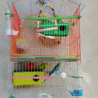 مرغ عشق|پرنده|ایرانشهر, |دیوار