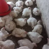 مرغ گوشتی