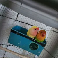 پرنده کوتوله|پرنده|قم, شهرک امام حسن|دیوار