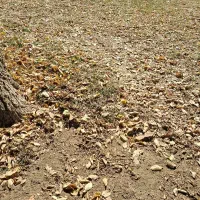 نیاز مند ارموتوربند و دیوارچین و سقف