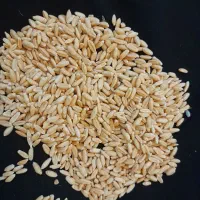 گندم آبی و دیم|خدمات باغبانی و درختکاری|بروجرد, |دیوار