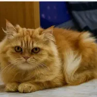 پرشین گارفیلدی اصیل