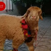 بزرگترین مرکز دام در پرند واطراف