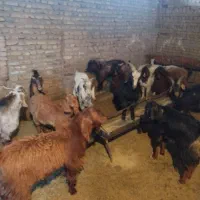 مایل به معاوضه نیستم|حیوانات مزرعه|رشتخوار, |دیوار