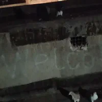 کبوتر کمشده