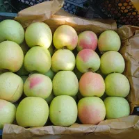 تعداد 15کارگر برای کار سیب بدون سرکارگر لازم دارم