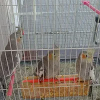 عروس هلندی|پرنده|گلبهار, شهر جدید گلبهار|دیوار