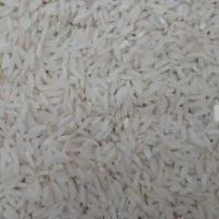 برنج پرمحصول مازندران