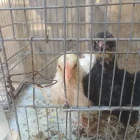 جوجه مرغ و خروس ۵ ماهه
