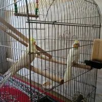 یک جفت عروس هلندی