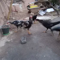 جوجه لاری درجه یک