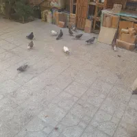 کبوتر|پرنده|اصفهان, باغ فدک|دیوار