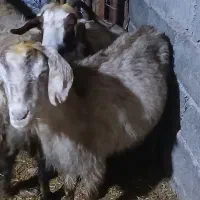 ۳عدد توشتیر تمام بتنی پروار|حیوانات مزرعه|ملکشاهی, |دیوار