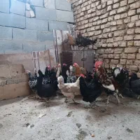مرغ گلین