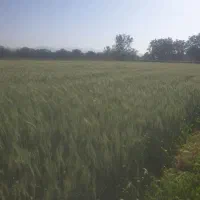 باغ حاصلخیر واقع در عجبشیرمتراژ۷۶۰۰ روستای ششوان