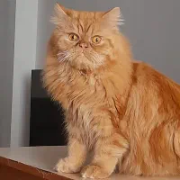 پرشین و هیمالین|گربه|رشت, هلال احمر|دیوار