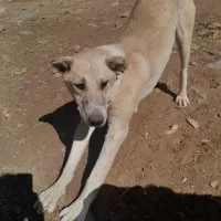 سگ ۹ ماهه سرابی گله ای وجونوری|سگ|شازند, |دیوار