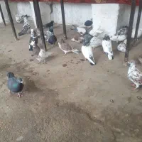 کبوتر|پرنده|اردبیل, |دیوار