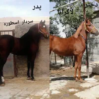 کره مادیان پرخون و دم گیر