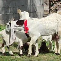 بز گلابی ...موقعیت جیرفت