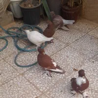 کبوتر پاپری و کاکلی