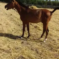 اسب کرد(۲۰ماهه آینده دار از بهترین اسبان کرد ایران|اسب و تجهیزات اسب‌سواری|مشگین شهر, |دیوار