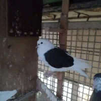 ۱۰ تا جوجه کفتر تهرونی
