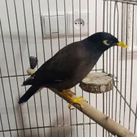 مرغ مینا سخنگو