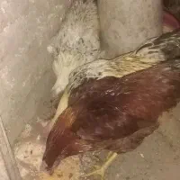 تعداد 3عدد خروس